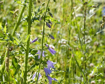 _DSC0085 Flowers (Blåklocka)