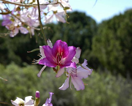 _DSC0068 Flower of the Camel Foot tree, Nicosia