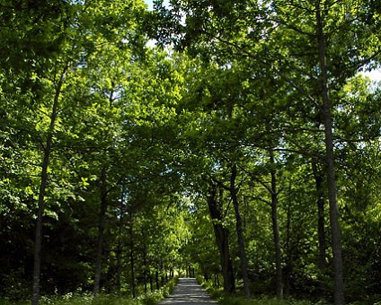 _DSC0242 Road leading to Häringe Castle