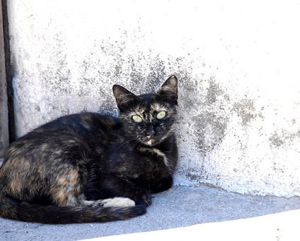 _DSC0078 Cat in Omodos