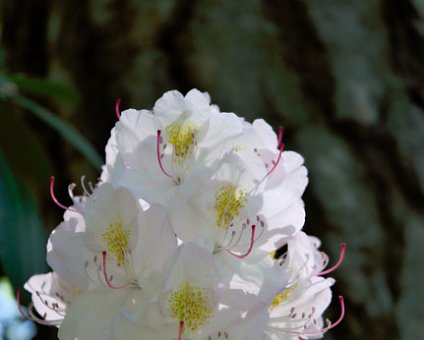 _DSC0078 White Rhododendron in the Bergianska garden.