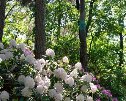 _DSC0079 Rhododendron in the Bergianska garden.