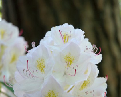 _DSC0090 White Rhododendron in the Bergianska garden.