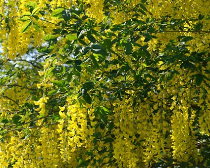_DSC0092 Tree with yellow flowers.