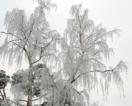 _DSC0003 Snow on the trees
