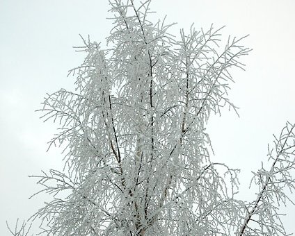 _DSC0009 Frosty tree