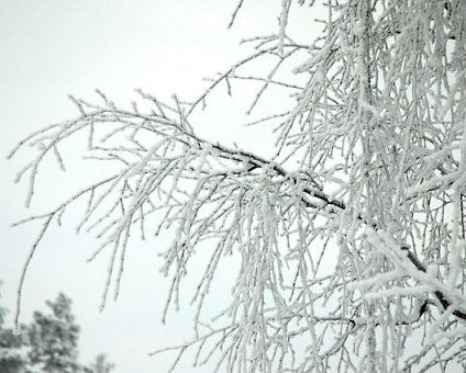 _DSC0011 Frosty branches