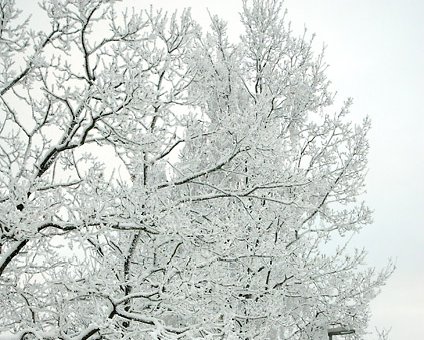 _DSC0012 Snow on the trees