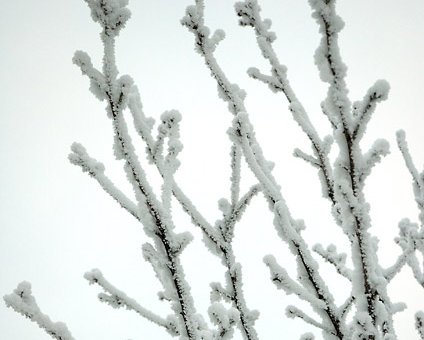 _DSC0013 Frosty branches