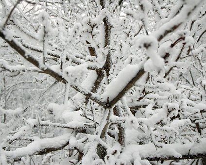 _DSC0019 Trees