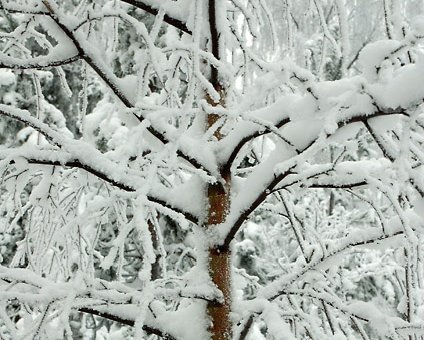 _DSC0026 Snow on the trees
