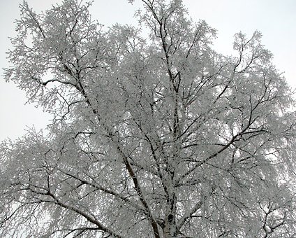 _DSC0030 Frosty tree