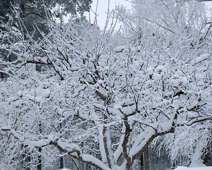 _DSC0035 Winter garden