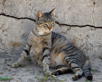 _DSC0091 Cat by the sea front promenade in Limassol.