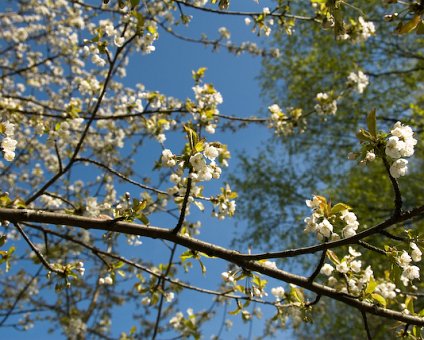 _DSC0009 Tree in bloom.