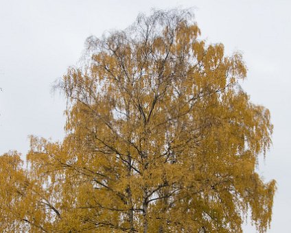 _DSC0004 Autumn tree.