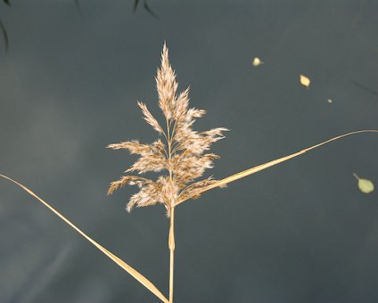 _DSC0022 Reed seed.