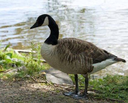 _DSC0036 A duck by the lake.