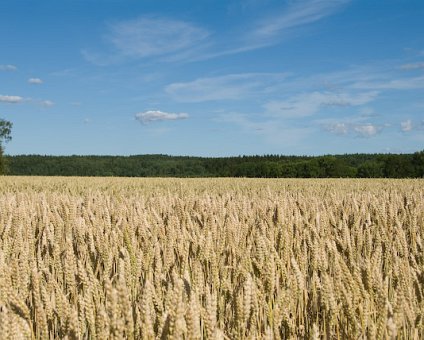 _DSC0045 Wheat field (near Steninge castle).