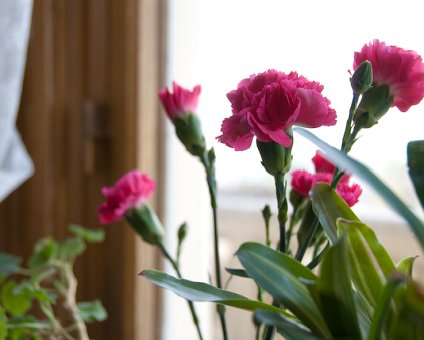 _DSC0010 Flowers in the spring light from the window.
