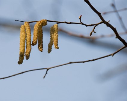 _DSC0035 Birch pollen, a sign of spring.