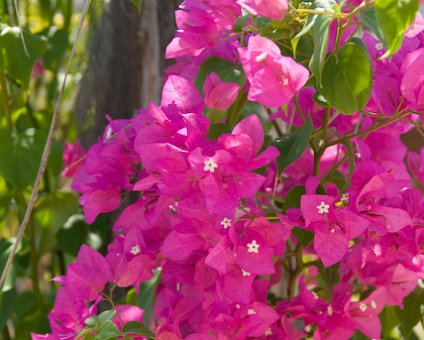 _DSC0070 Bouganville flowers at Althea.