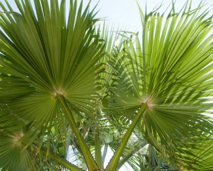 _DSC0073 Palm tree by the beach.