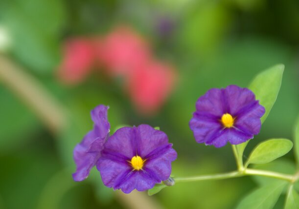 Flowers and plants