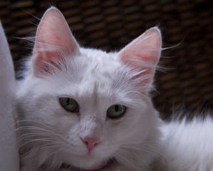 _DSC0034 Daisy, my brother's family cat.