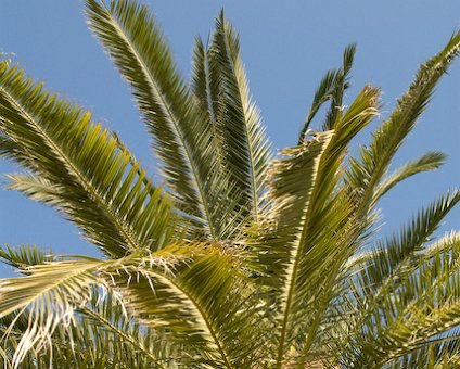 _DSC0082 Palm tree.