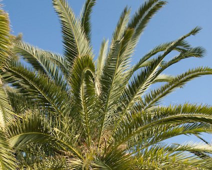 _DSC0090 Palm tree.