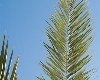 _DSC0017-2 Palm tree.