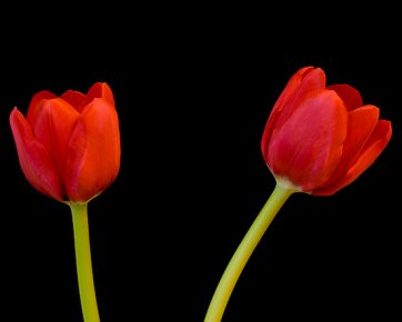 Tulips Tulips.