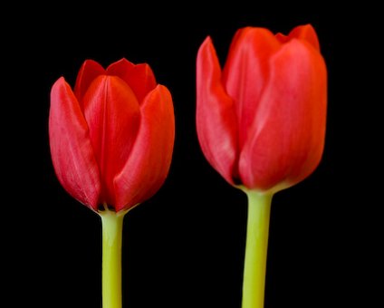 _DSC0007 Tulips.