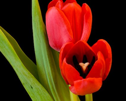 _DSC0011 Tulips.