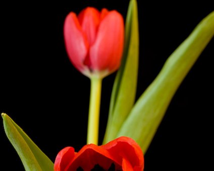 _DSC0013 Tulips.