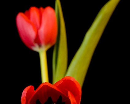 _DSC0014 Tulips.