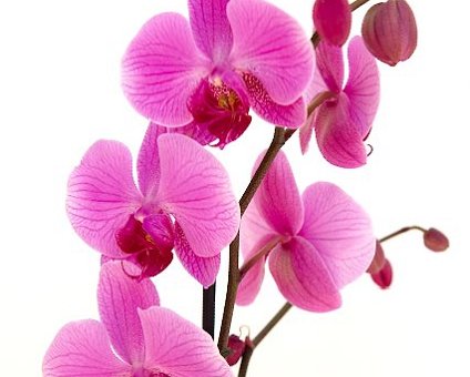 _DSC0006 Orchid.