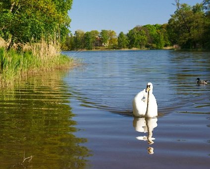 _DSC0087 Swan swimming in a lake in Hagaparken.