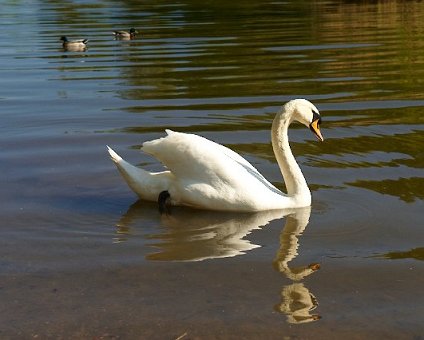 _DSC0091 Swan in a lake in Hagaparken.