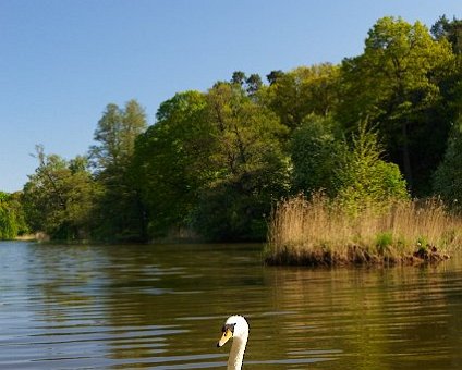 _DSC0094 Swan in a lake in Hagaparken.