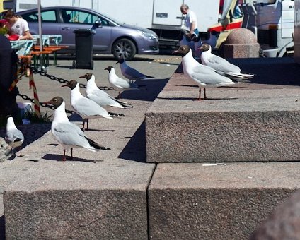 _DSC0279 Birds at the marketplace by the harbour.