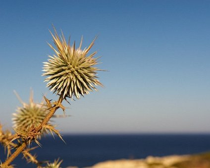 _DSC0059 A thistle against the blue sky at Cavo Greco.