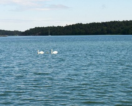 _DSC0027 Swans at Trosa havsbad.