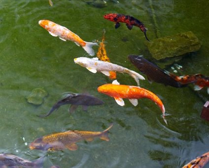 _DSC0062 Koi fish in the pond at Four Seasons Hotel.