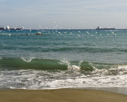 _DSC0024 Seagulls.