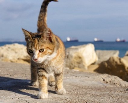 _DSC0141 Cat by the seaside in Limassol.