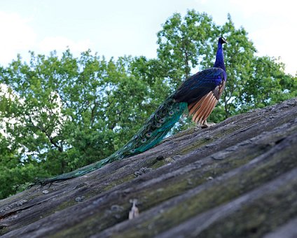 _DSC0062 Peacock on a roof.