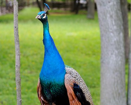 _DSC0078 Peacock.