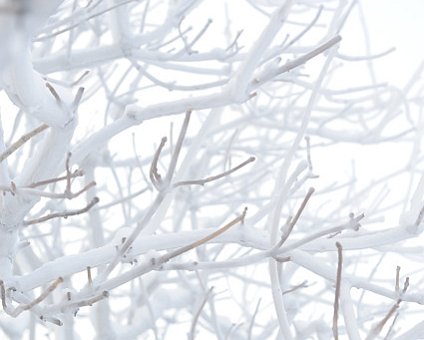 _DSC0031 Frosty tree branches.